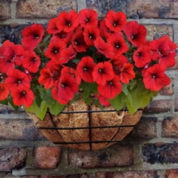 Wire Wall Basket - 14